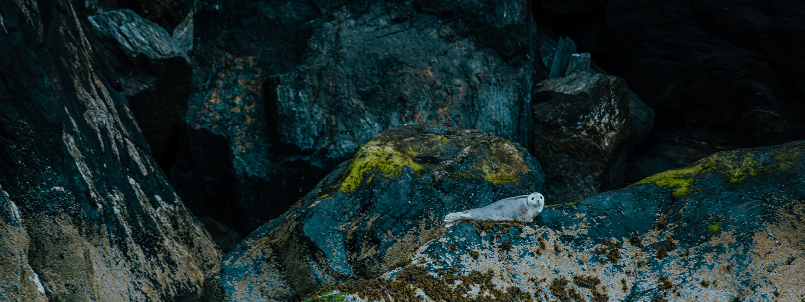 A grey seal basking on a rock around the south coast of the Isle of Man